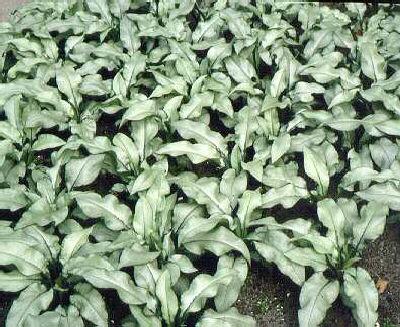 pulmonaria majeste
