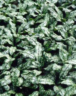 pulmonaria opal