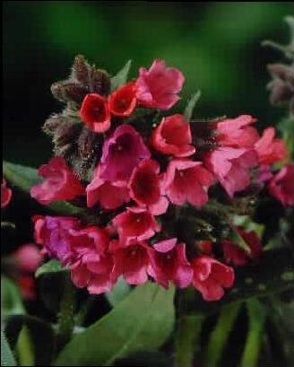 pulmonaria rubra