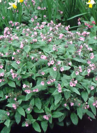pulmonaria saccharata dora bielefeld