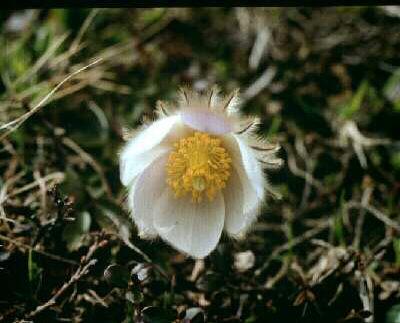 pulsatilla vernalis