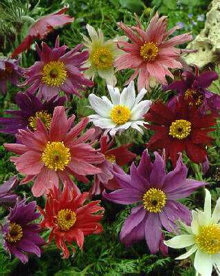 pulsatilla vulgaris papageno