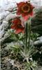 pulsatilla vulgaris rubra