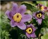 pulsatilla vulgaris