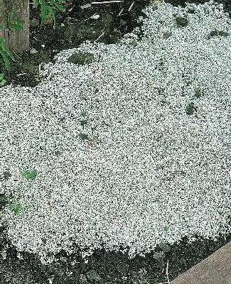 raoulia australis