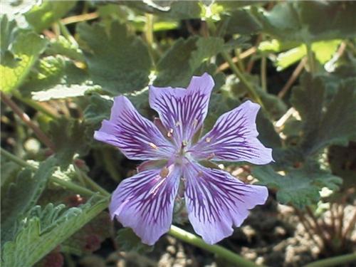 renardiiTschelda