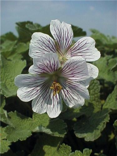 renardii
