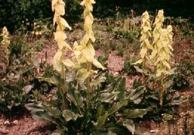 rheum alexandrae