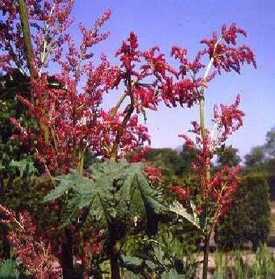 rheum palmatum var