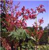 rheum palmatum var