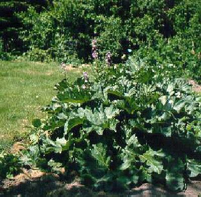 rheum rhabarbarum