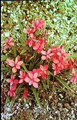 rhodohypoxis baurii