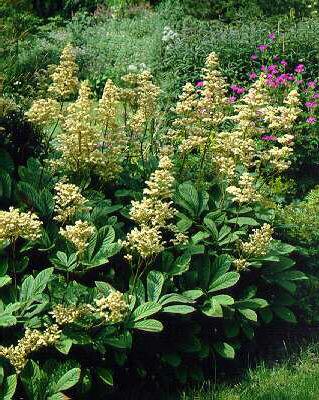rodgersia aesculifolia