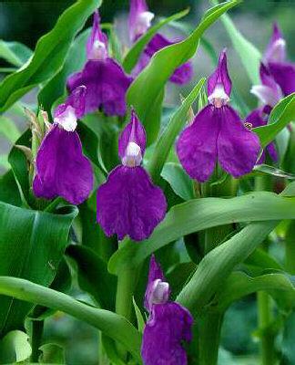 roscoea auriculata