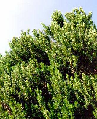 rosmarinus officinalis