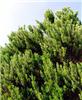 rosmarinus officinalis