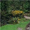 rudbeckia fulgida 
