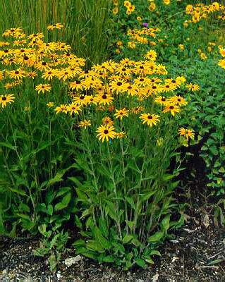 rudbeckia fulgida var. deamii