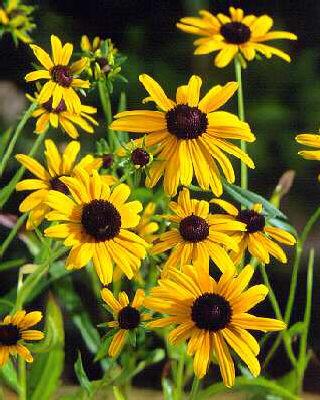 rudbeckia fulgida vielettes little suzy