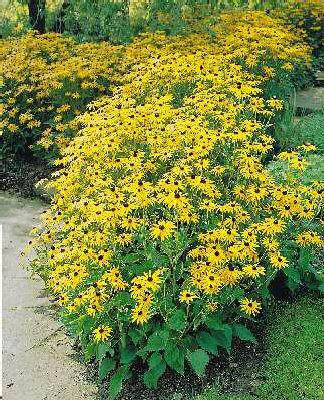 rudbeckia fulgida