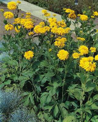 rudbeckia laciniat