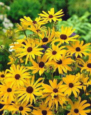 rudbeckia subtomentosa