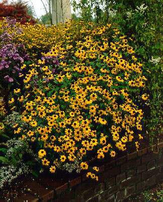rudbeckia triloba