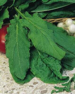 rumex acetosa sorrel