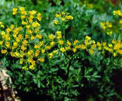 ruta graveolens