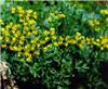 ruta graveolens