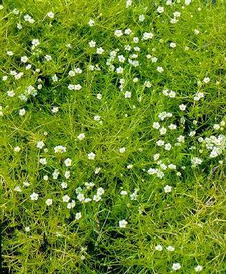 sagina subulata aurea