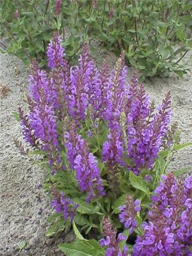 salvia 'rugen'2