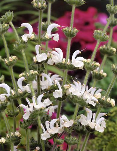 salvia argentea
