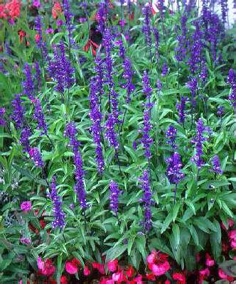 salvia farinacea