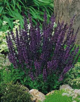 salvia nemorosa blaukonigin