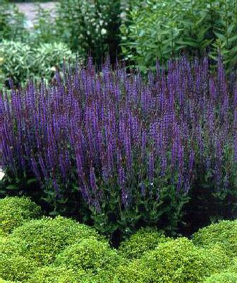 salvia nemorosa ma