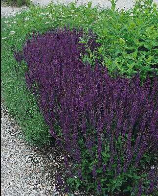 salvia nemorosa ostfriesland