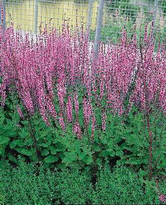salvia nemorosa pink