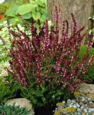 salvia nemorosa rose queen