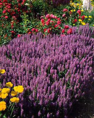 salvia nemorosa