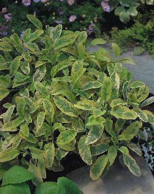 salvia officinalis aurea
