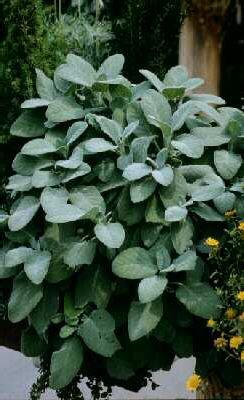 salvia officinalis berggarten