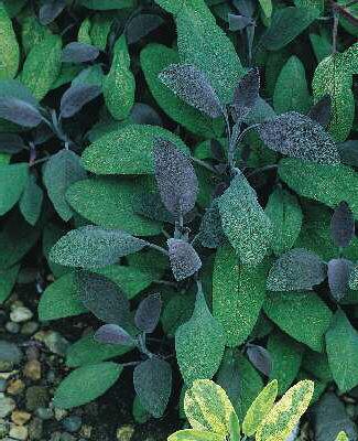 salvia officinalis purpurascens