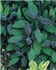 salvia officinalis purpurascens