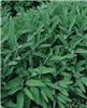 salvia officinalis