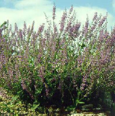 salvia pratensis
