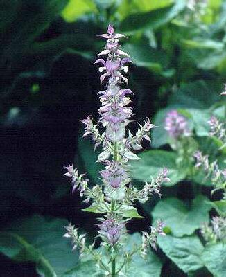 salvia sclarea