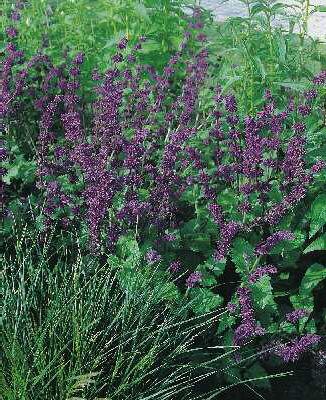 salvia verticillata purple rain