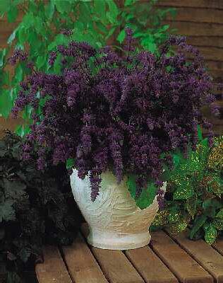 salvia verticillata