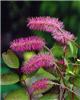 sanguisorba obtusa